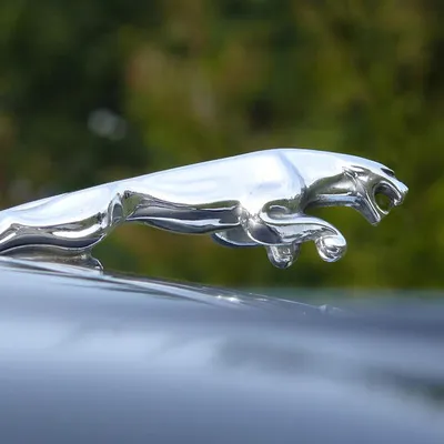 Jaguar